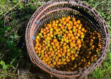 Yellow Canephora, Harapan Baru Kopi Pagar Alam
