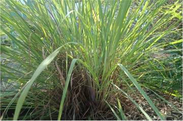 Serai: Rempah Aromatik dengan Segudang Khasiat