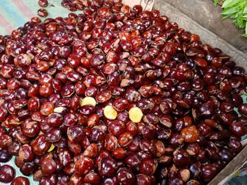 Tips Juru Masak Padang Olah Jengkol Lezat