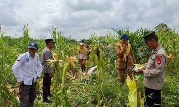 Polsek Rantau Alai Panen Jagung Ketahanan Pangan