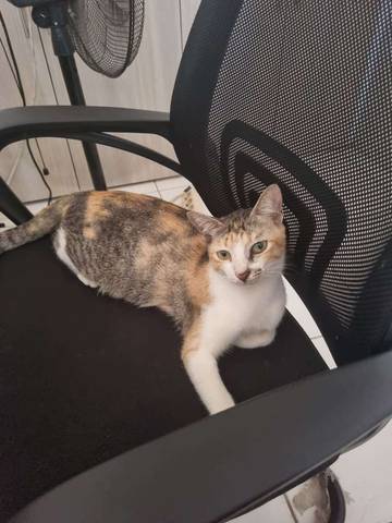 Kucing Calico, Keindahan yang Lahir dari Genetika