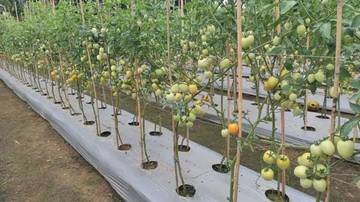 Polsek Rambutan Dorong Ketahanan Pangan Lewat P2B