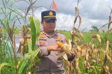 Polsek Pemulutan Panen Jagung Bersama Warga