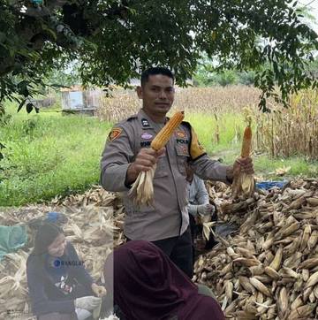 Polsek Pemulutan OI Gelar Panen Jagung