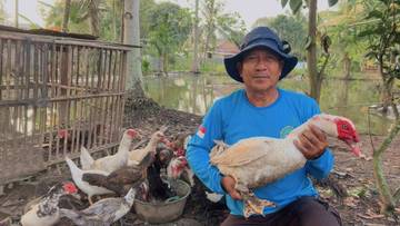 Entok Jumbo Jadi Primadona Peternak Unggas