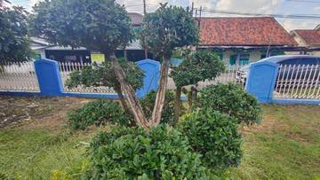 Bonsai: Seni Miniatur Pohon yang Penuh Filosofi