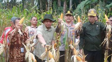 Muba Panen Raya Jagung Dukung Ketahanan Pangan Nasional