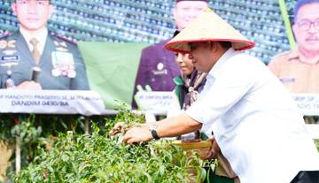 Banyuasin Panen Empat Ton Cabai dari Kompi Produksi