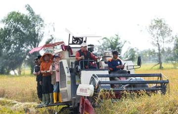 Bupati Banyuasin Optimalkan Lahan Pasca Panen Songo Makmur