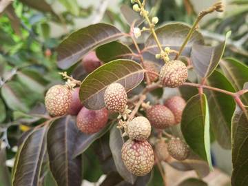 Kelengkeng Merah, Buah Tropis Unik dan Kaya Manfaat