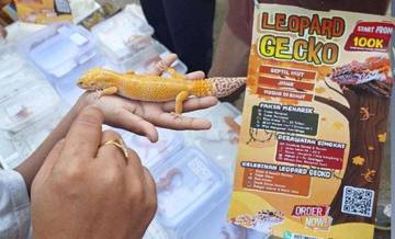 Pedagang Gecko Unik Ramaikan Minggu Pagi Kambang Iwak