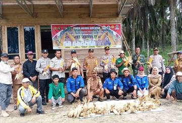 Pemdes Tanjung Kerang dan Forkopincam Gelar Panen Jagung