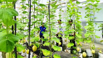 Lapas Sekayu Rawat Melon Inthanon Bersama Warga Binaan