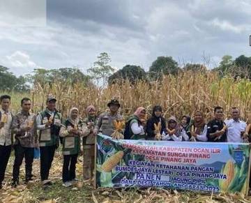 Dukung Ketahanan Pangan, Polres Ogan Ilir Panen Jagung 