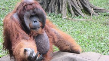 Orangutan, Primata Endemik Nusantara yang Terancam Punah