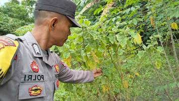 Polsek Pulau Pinang Dorong Pemanfaatan Pekarangan Bergizi