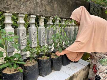 Tanam Cabai Polybag, Solusi Dapur Hemat Rumah Tangga