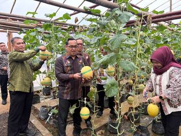 Lapas Banyuasin Panen 2,5 Ton Melon Inthanon