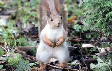 Tupai Tempati Urutan Teratas dalam Kecerdasan