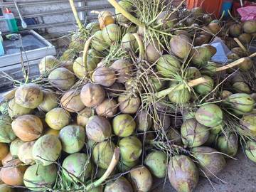 Jual Kelapa Muda demi Penuhi Kebutuhan