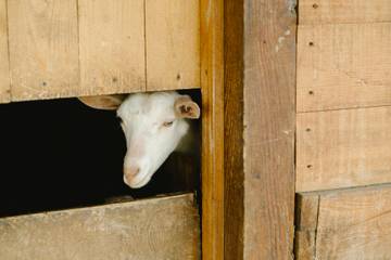 ​Tips Sukses Jalankan Usaha Ternak Kambing Potong