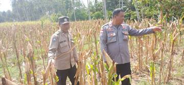 Dukung Ketahanan Pangan, Polsek Parigi Tinjau Kebun Jagung 