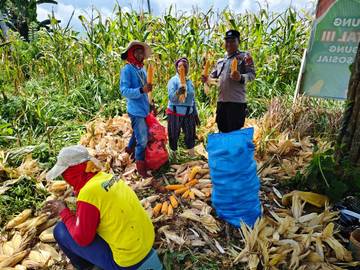 Bhabinkamtibmas Desa Torue Panen Jagung Bersama Warga