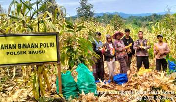 Dukung Ketahanan Pangan, Bhabinkamtibmas Panen Jagung 