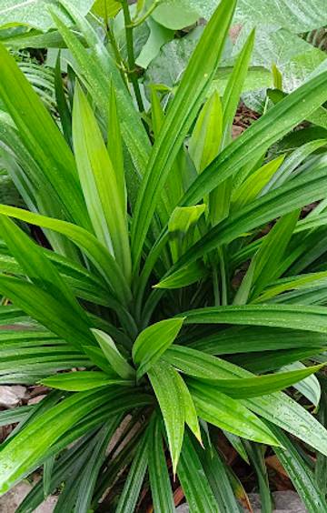 Khasiat Daun Pandan Wangi bagi kesehatan
