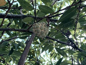 Srikaya, Kenikmatan Buah Tropis Khas Nusantara
