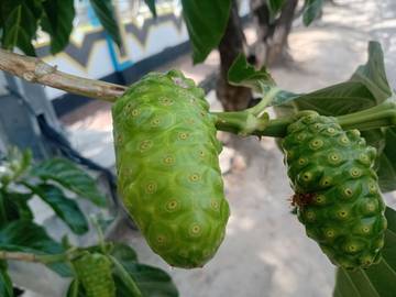 Segudang Khasiat di Balik Aroma Kuat Mengkudu