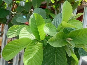 Pucuk Daun Jambu biji, TOGA Alami Dari Pekarangan