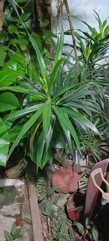 Daun Suji Pewarna Alami Tradisional Nusantara