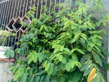 Daun Katuk, Tanaman Sederhana dengan Segudang Manfaat