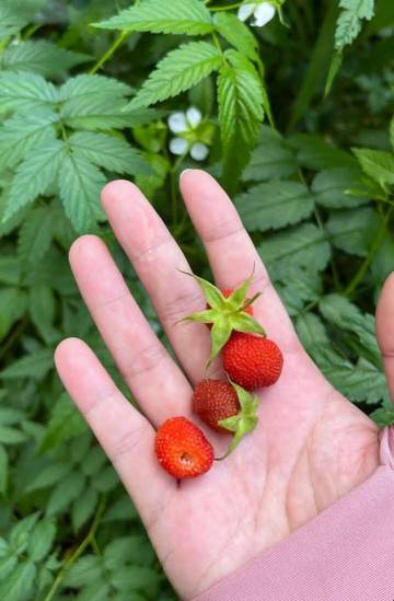 Murbei Hutan, Buah Liar Kaya Manfaat