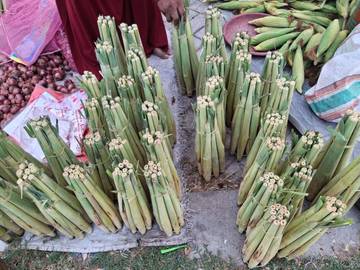 Sayur Lilin Unik Jarang Ditemui  di Pasar Tradisional