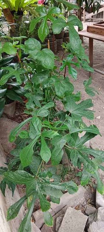 Daun Gedi Merah, Khasiat Tersembunyi dari Alam