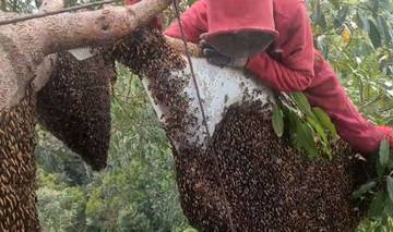 Berburu Madu Sialang Asli Teluk Meranti