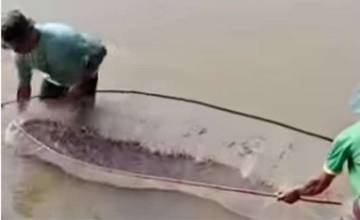 Migrasi Ikan Mudik di Sungai Kampar Jaga Ekosistem Perairan