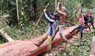 Tradisi Penebangan Kayu Untuk Pembuatan Sampan Jalur Kuansing