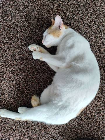 Alasan Kucing Sering Terlihat Tidur