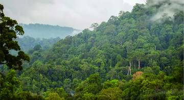 Taman Nasional Bukit Tiga Puluh Surga Keanekaragaman Hayati