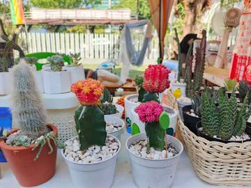 Succulent Adibah House, Tampilkan Kaktus di RRIFest