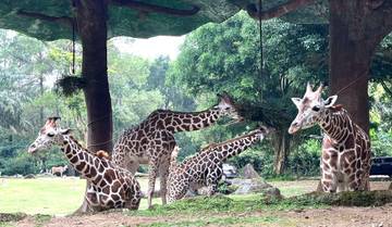 Wisata Kebun Binatang Antara Edukasi, Empati dan Bonding Keluarga