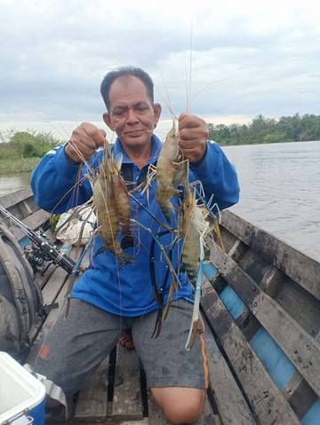 Serunya Angler Berburu Udang di Sungai Kampar
