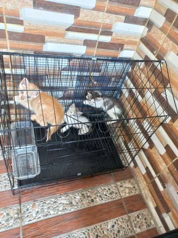 Dunia Mini Para Kucing Kecil