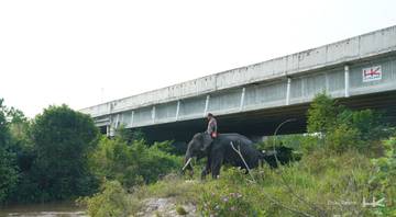 Hutama Karya Berkomitmen Lindungi Gajah di Tol Pekanbaru-Dumai 