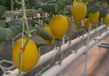  Petik Melon Hidroponik, Wisata Edukasi Akhir Pekan