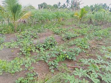 Kebun Bengkuang di daerah tropis sangat menguntungkan