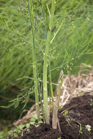 Morfologi dan Klasifikasi Tanaman Asparagus